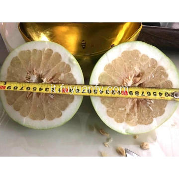 Buon gusto e buona qualità del pomelo dolce